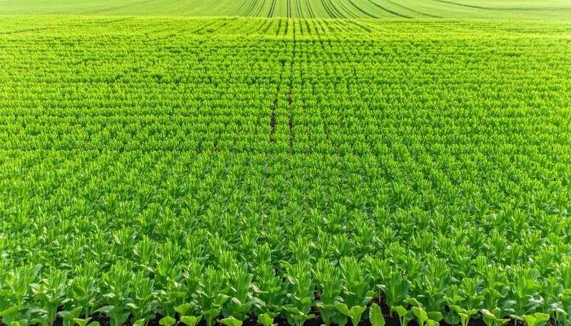 Field of crops representing Merina Seeds' agricultural focus Field of crops representing Merina Seeds' agricultural focus