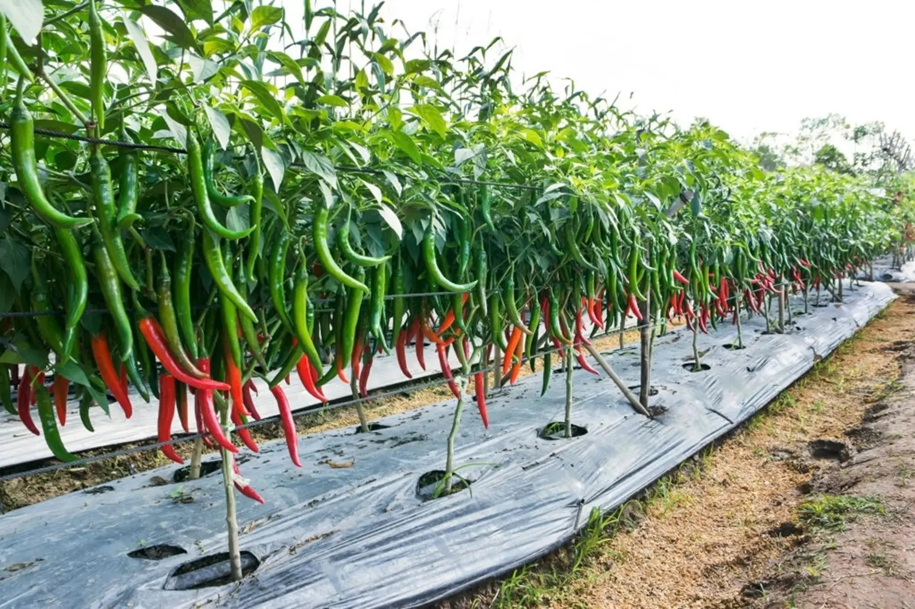 weed-management-in-chilli-crops